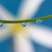 Droplets with a Frangipani flower by ingrid01