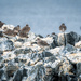 Black-bellied Plovers settling in for the night by nicoleweg