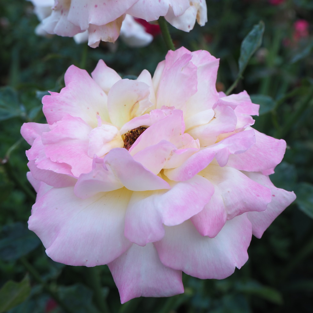 Rosy rose by monikozi