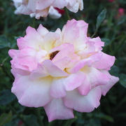 20th Sep 2020 - Rosy rose