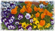 21st Sep 2020 -       A Pot Of Pretty Pansies ~    