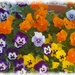      A Pot Of Pretty Pansies ~     by happysnaps