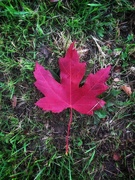 18th Sep 2020 - Fallen leaf