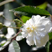 White Rose by arkensiel