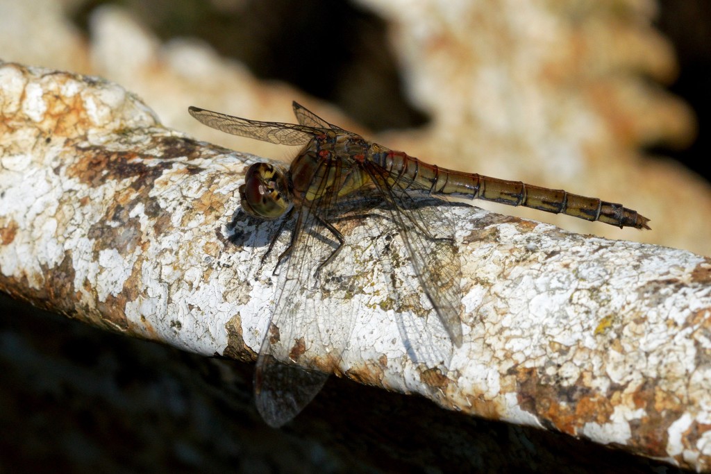 COMMON DARTER by markp