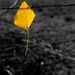 Yellow Leave by leonbuys83