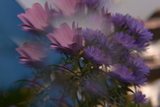 20th Sep 2020 - Daisies and asters........
