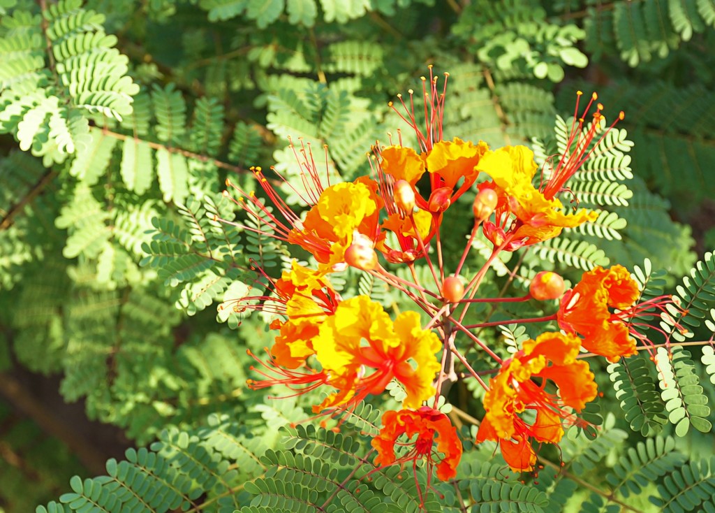 Pride of Barbados Blooming by stownsend