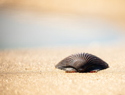 21st Jun 2020 - She photos sea shells down by the seashore