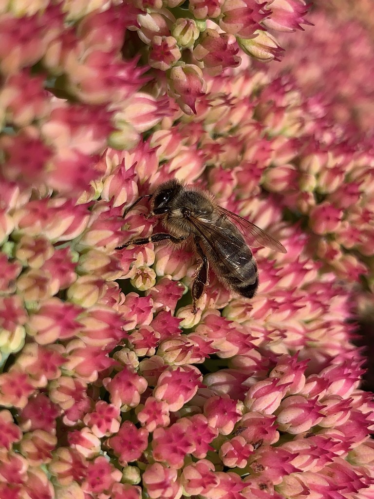 Bee on sedum by 365projectmaxine