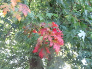 20th Sep 2020 - Colours changing on the Silver Maple.