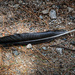 A fallen feather by joansmor