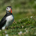 Puffin by pamknowler
