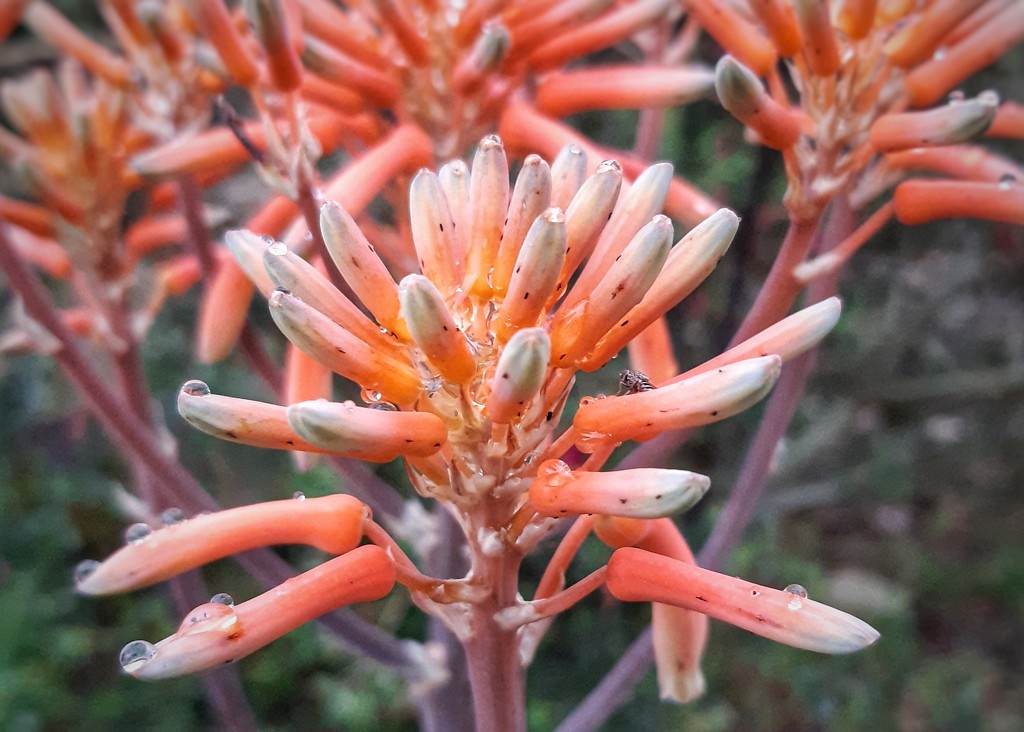 Aloe Flower by salza