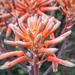 Aloe Flower by salza