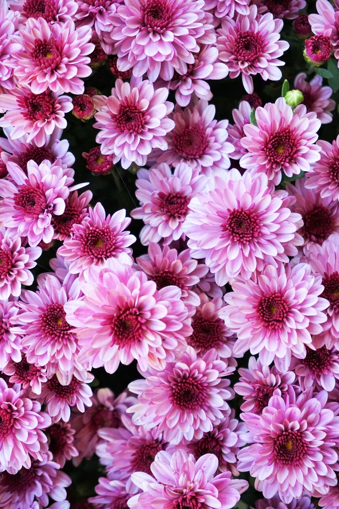 Time for chrysanthemums  by tunia
