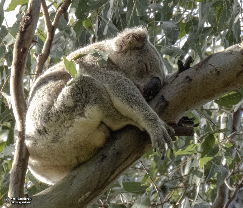 just sleeping by koalagardens