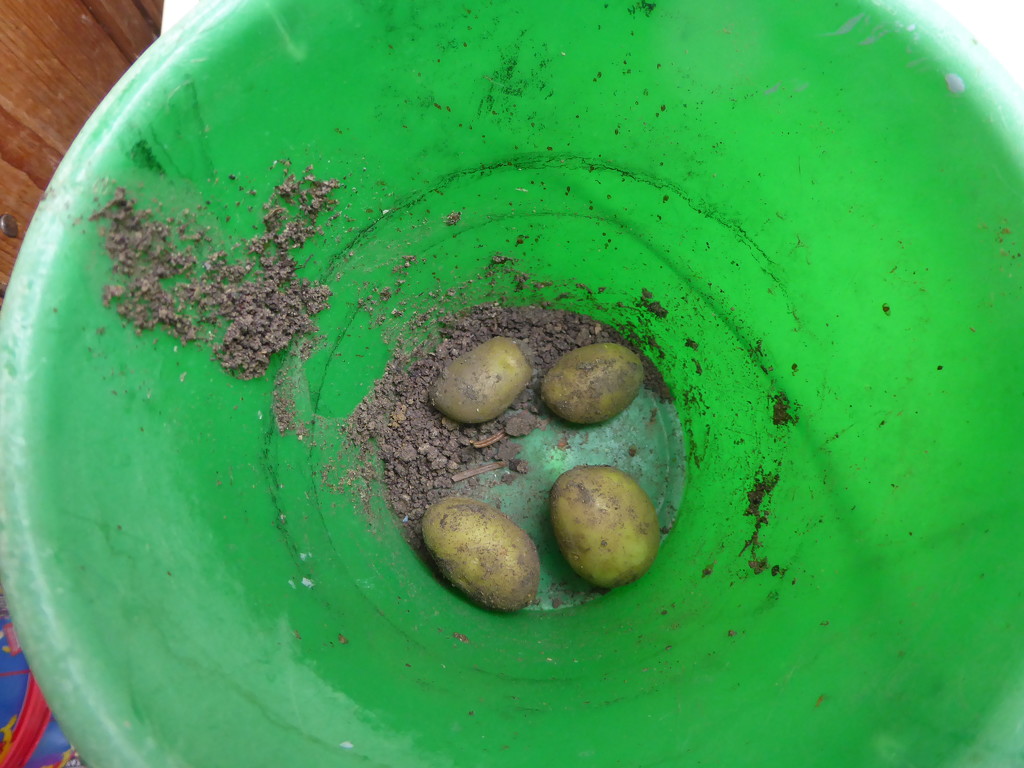 Potato crop! by speedwell