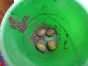 6th Sep 2020 - Potato crop!