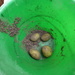 Potato crop! by speedwell