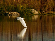 20th Sep 2020 - Great egret flying just above the water