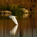 Great egret flying just above the water by rminer