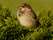 20th Sep 2020 - house sparrow 