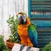 Portrait of a Parrot by lyndemc