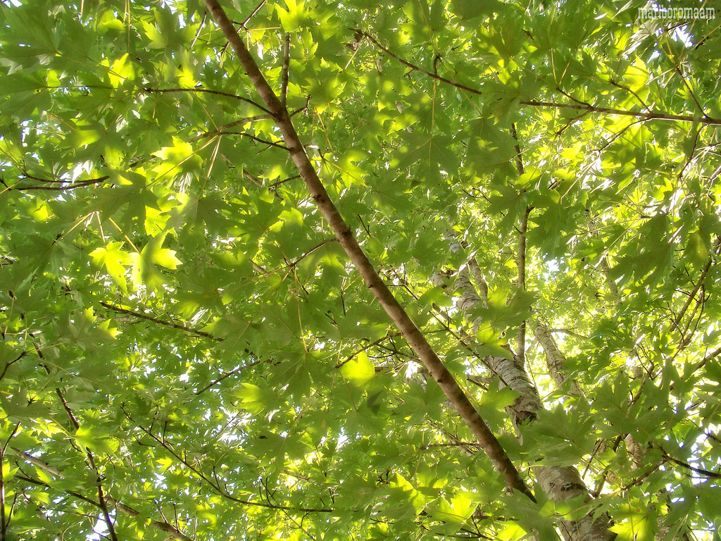 Under the maple tree... by marlboromaam
