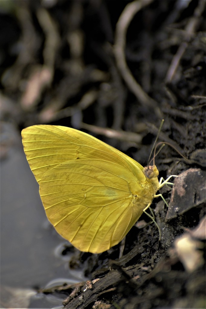 Yellow Butterfly by chejja
