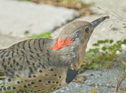 20th Sep 2020 - Northern Flicker from Behind