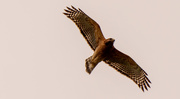 20th Sep 2020 - Red Shouldered Hawk Doing a Fly-over!