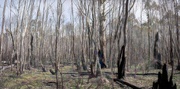 21st Sep 2020 - bush pano