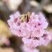 Full blossom by maggiemae