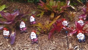 22nd Sep 2020 - Just a Few Garden Gnomes ~