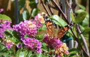21st Sep 2020 - A Painted Lady visited our Bubble Gum  Lantana yesterday 