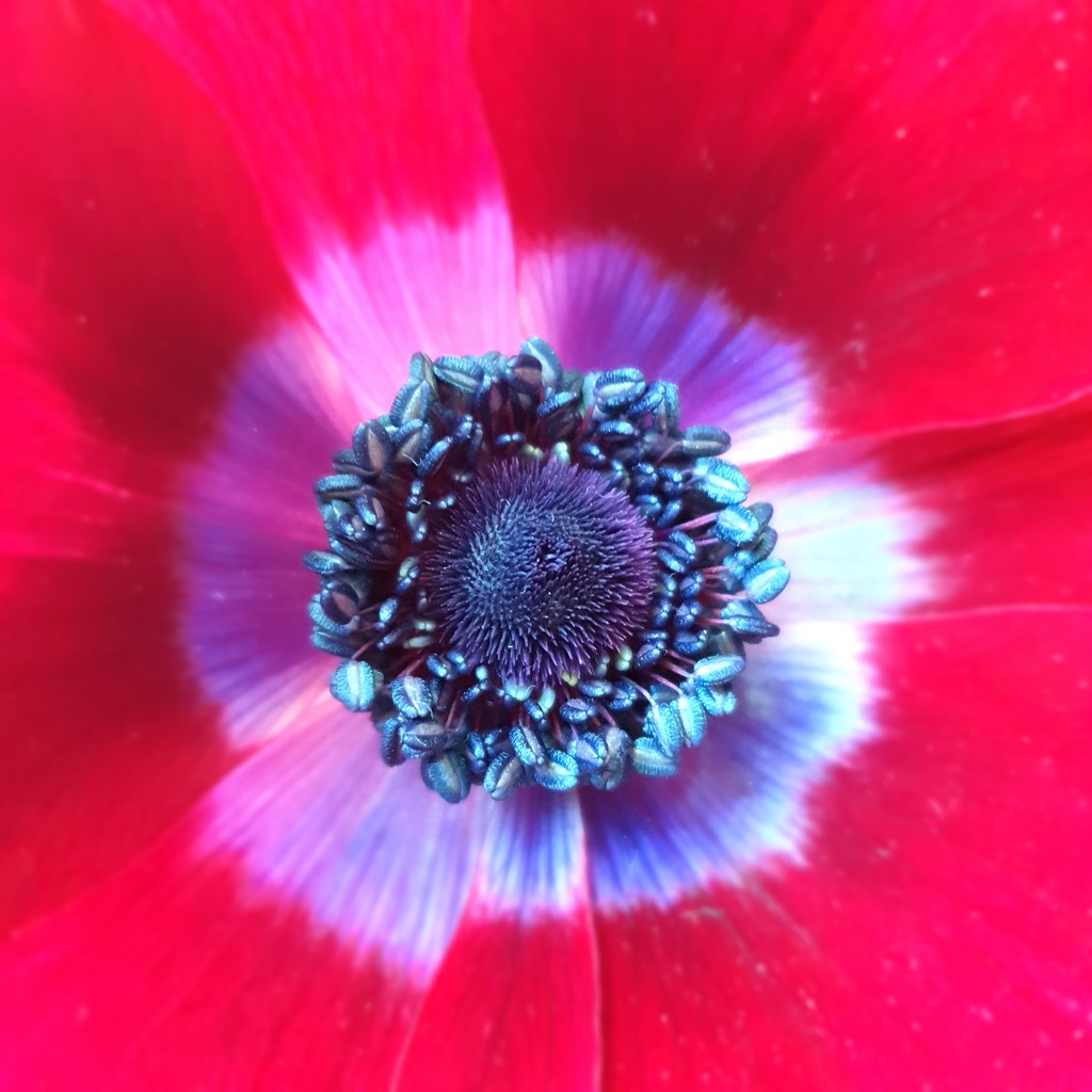 Anemone by eleanor
