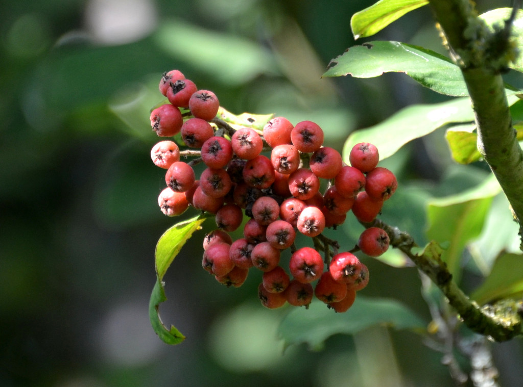 Chinese Photinia Berries by arkensiel