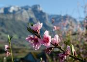 21st Sep 2020 - Peach blossoms