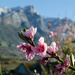 Peach blossoms by salza