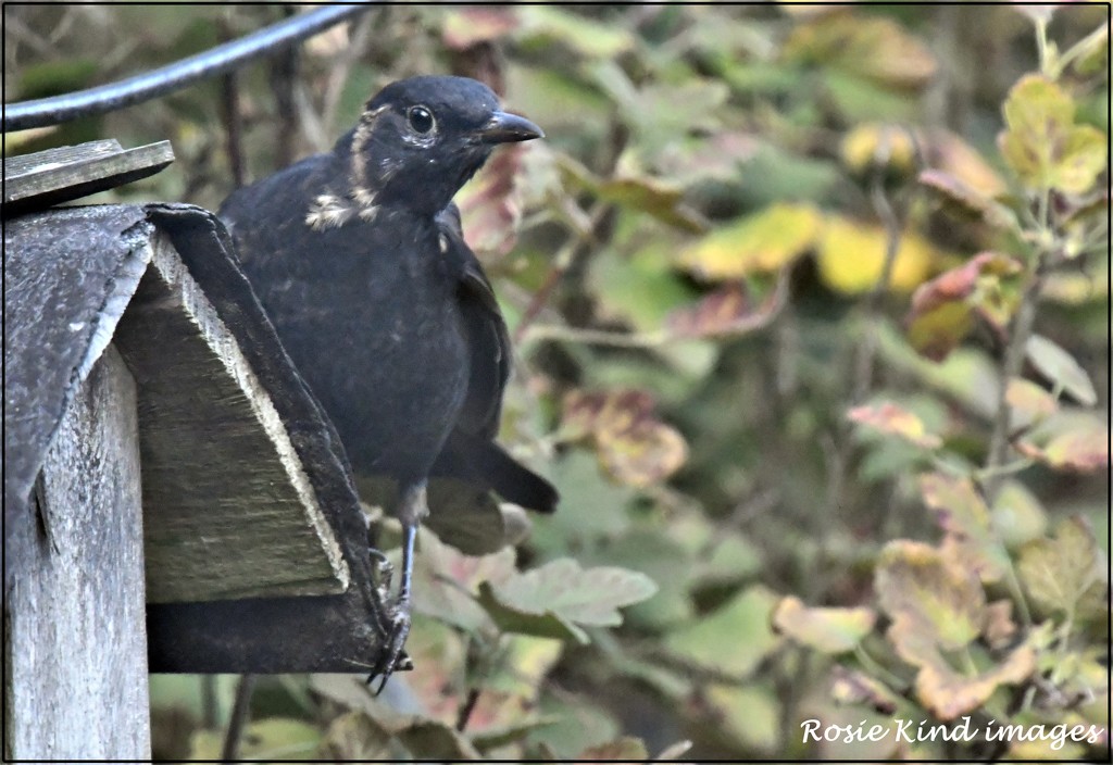 Funny looking blackbird by rosiekind