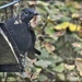 Funny looking blackbird by rosiekind