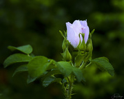21st Sep 2020 - Rugosa Rose Held By  Her Babies