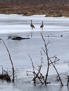 11th Apr 2020 - Geese At The Beaver Pond