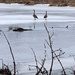 Geese At The Beaver Pond by sunnygreenwood