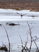 12th Apr 2020 - Take Off At The Beaver Pond