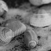 Seashells by randystreat