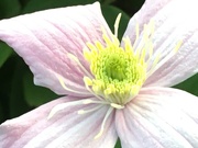18th Sep 2020 - Clematis Flower