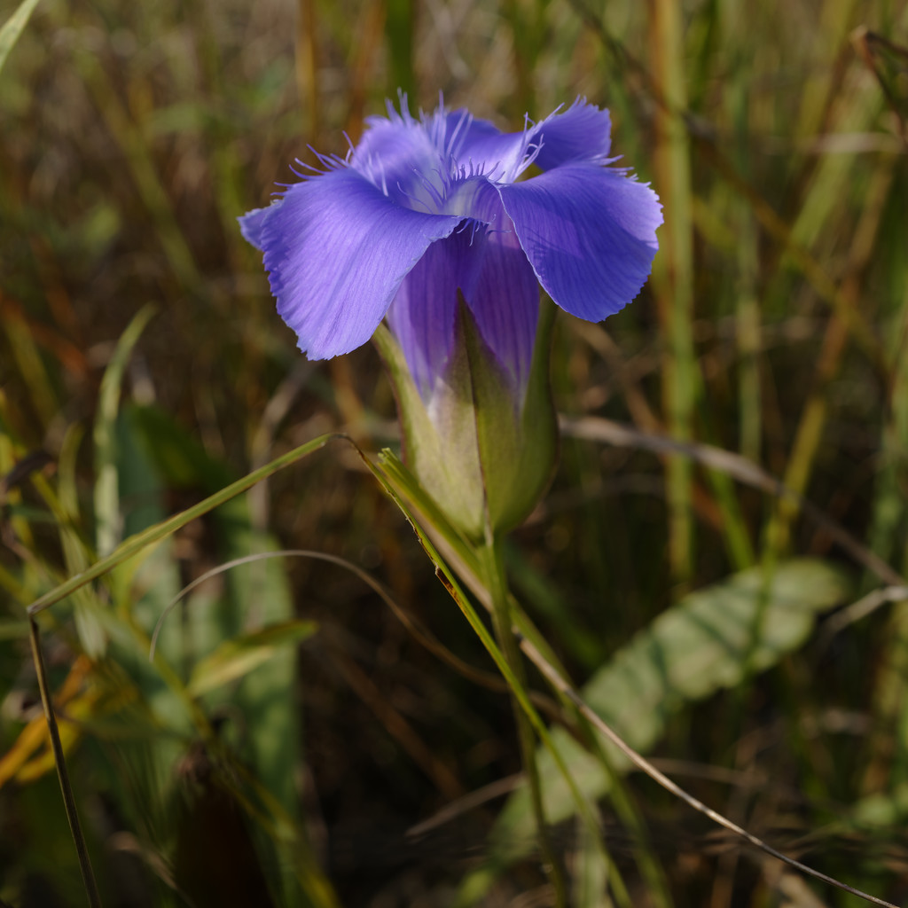 greater fringed gentian by rminer
