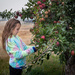 Apple Picking by tina_mac